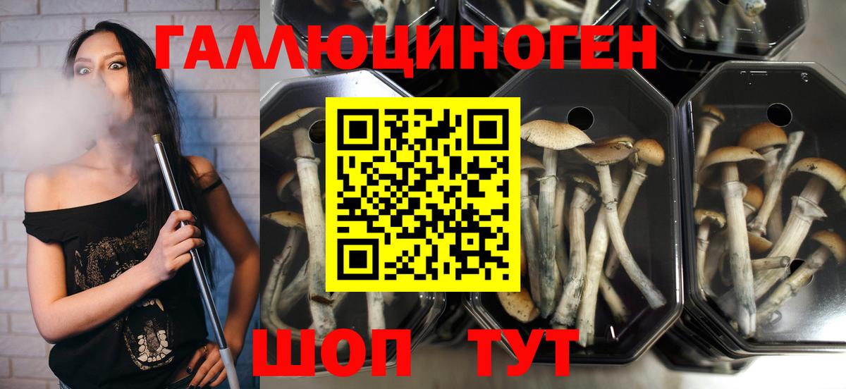 Псилоцибиновые грибы прущие грибы  Вход с VPN  Тимашёвск 